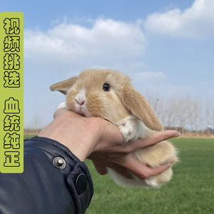 双血统宠物兔子活物侏儒兔宿舍宠物垂耳兔纯种荷兰兔茶杯兔长不大