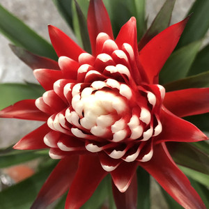 四季鸿运当头盆栽 白雪公主凤梨红掌粉掌植物室内 郑州同城包邮