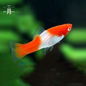 红白剑鱼苹果剑鱼剑尾鱼热带观赏鱼宠物活体淡水鱼小型鱼宠物鱼