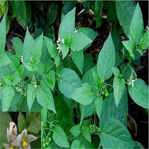 1采摘新鲜的火棘果,去蹄,把里面的杂物挑出,洗干净并晾干水分备用 2把