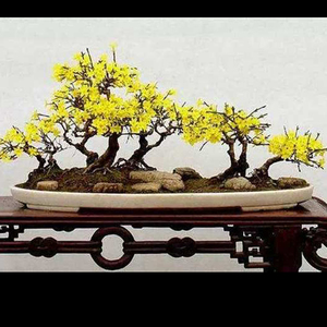 迎夏迎春花老根探春盆景 实拍绿植老根迎春微型盆栽 带花苞探春