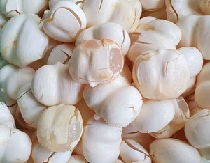 棕榈果新鲜糖棕果海底椰 3个果去壳特价168