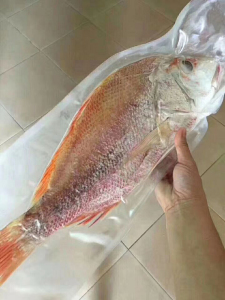 阳江沙扒月亮湾 渔船深海红鳍 赤鳍笛鲷 红鸡 赤鸡仔 红鱼 大红鱼