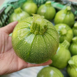 云南整箱嫩瓜南瓜新鲜西葫芦当季小圆瓜农家圆形型清绿皮瓜蔬