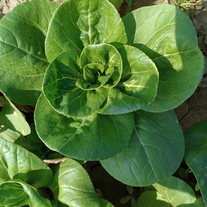 【南京矮脚黄青菜】南京矮脚黄青菜品牌,价格 - 阿里巴巴