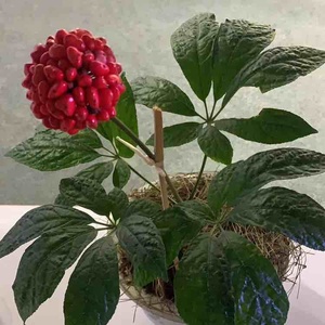 批  三七盆栽文山三七树三七花室内绿植田七盆栽云南名贵种植地栽