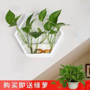 水培花盆挂墙