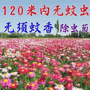 除虫菊花种籽子四季播种开花驱蚊草驱虫菊花苗盆栽庭院花卉植物孑