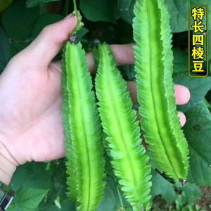 四棱豆种子翼豆四角豆翅豆杨桃豆籽六轴蔬菜种子四季易种植农家菜
