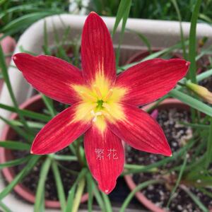 包邮炽热的爱风雨兰炽热的爱胖丽丽风雨兰