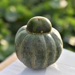 内蒙古巴彦淖尔市五原县灯笼红香瓜现摘现发新鲜正品保证免邮包邮