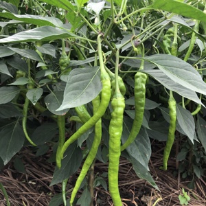 湖南衡阳本地辣椒青辣椒新鲜应季露天蔬菜二荆条农家自种皱皮青椒