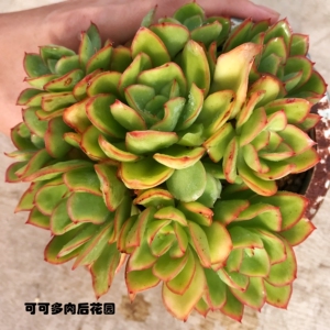 可可多肉后花园 花之鹤 群生 老桩 一物一拍 韩国进口 多肉植物