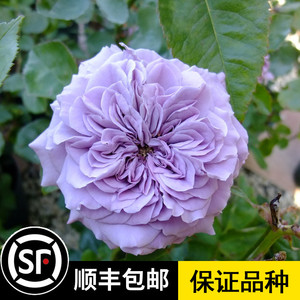 日本月季 玉藻 丰花紫色多头群开碎瓣莲花花型很勤花多季开盆栽花
