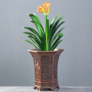 君子兰盆栽当年开花植物室内好养绿植花卉 送领导办公室四季盆景