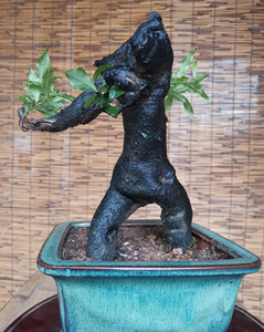 黑塔子盆景老桩