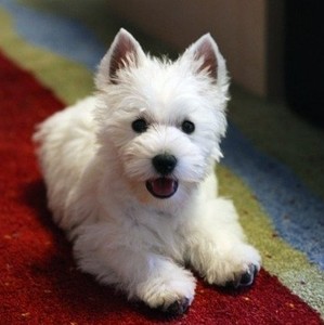 宠物狗活体 西高地白梗幼犬纯种小型犬家养白色长毛 小狗低价出售