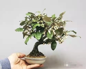 胡秃子羊奶果树盆景下高山胡秃子小老桩提根栽植其他矮霸苗一物一