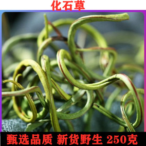 化石草特级野生250肾精茶正品新货排结消石中药材男女茶散装包邮