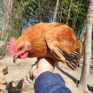 散养童子鸡农家土鸡青年鸡活鸡现杀顺丰包邮