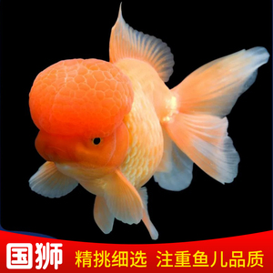大头金鱼国师狮子头国狮鱼观赏鱼自养冷水淡水活鱼金玉满堂狮头