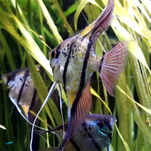 魔门斯卡神仙鱼燕鱼热带鱼观赏鱼