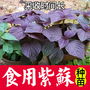 食用苏子进口双色紫苏苗绿苏白苏种子四季阳台简单盆栽一年生种籽
