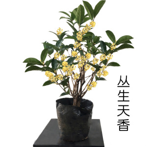 天香台阁浓香型桂花树苗月月盆栽原生四季桂室内名贵盆景室外阳台