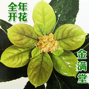 金满堂桂花树苗浓香型八月桂原生苗月月四季开花室内盆栽植物花卉