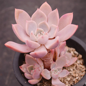 pink红粉佳人多肉植物组合盆栽办公室内绿植花卉桌面盆景