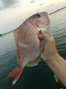 真鲷鱼鲜活红加吉鱼当日海捕活鱼东山岛海鲜