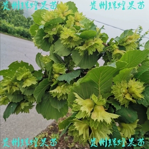 改良平欧大果榛子苗坚果树苗耐寒热高产抗病达维大榛子果树苗包邮