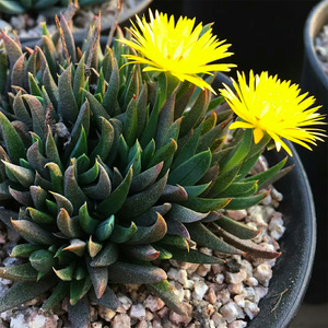 tb373533_2010淘宝黄花照波 会开花的多肉植物 红花奔龙群生老桩