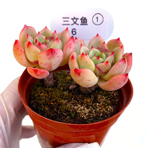 三文鱼控养小型多肉植物老桩一物一拍群生向阳派花卉园艺基地