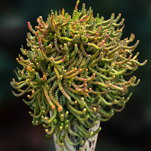 钱串群生大老桩迷你胖钱串多肉植物一物一拍花卉向阳派多肉园艺