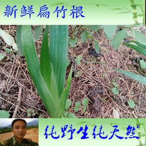 500克包邮 鲜货扁竹根 蝴蝶花 豆豉叶根全草 铁扁担 正品野生新鲜