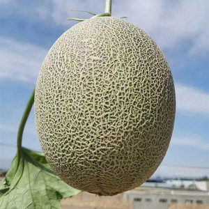 40农人故事淘宝头茬玉菇蜜瓜绿肉软糯甜瓜香瓜非玫珑瓜现摘新鲜水果