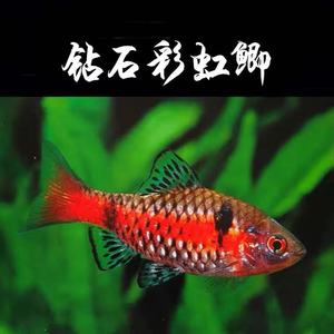 【小型观赏鱼免加温】小型观赏鱼免加温品牌,价格 - 阿里巴巴