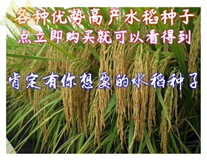 杂交水稻种子常规优质种子高产米质好吃泰国香优野香香米