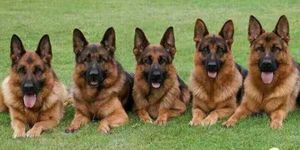 纯种德国牧羊犬，黑背弓背幼犬，黑狼，东德，马犬警犬军犬资料