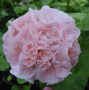 直立新款杀菌美观阳台办公桌窗台书房草本花卉四季天竺葵丹麦女王