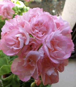 直立重瓣天竺葵安娜大花球