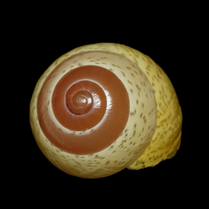 [1040] 蓝雨蜗牛 29.4mm asperitas trochus polymorpha 陆贝集