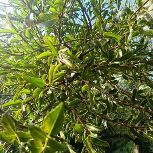 云南野生寄生枝花椒树寄生枝寄生草花椒树上的自生草杉树寄生枝