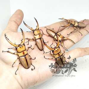 两点赤锯锹形虫 成虫 辽宁两点赤锹甲褐黄前甲虫 雾夜之灵