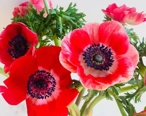 银莲花荷兰进口花卉水养鲜花