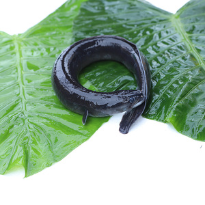 新鲜黑鳗鱼乌耳鳗鲜活肥美活鳗鱼现捞现发每一份100g