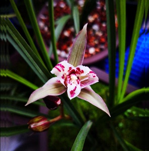 包邮当年开花老种春剑【桃园三结义】兰花苗阳台浓香花卉绿植盆栽