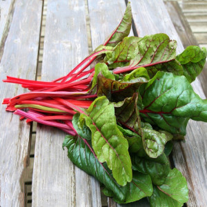 红根达菜种子甜菜四季播种绿叶茎用蔬菜盆栽红梗莙荙菜根瘩菜种籽