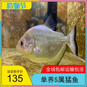 秘鲁黑食 秘鲁钻黑 秘鲁普黑 猛鱼 活体 包损 黄钻 辛古 胭脂艾伦